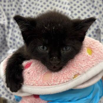 Cucumber -  Domestic Short Hair Cat for Adoption in West Palm Beach, Florida - Cucumber | PetCurious