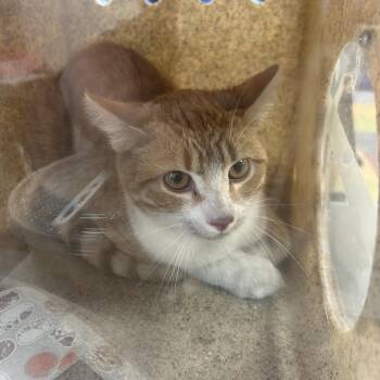 Pumpkin pie -  Domestic Short Hair Cat for Adoption in Philadelphia, Pennsylvania - Pumpkin Pie | PetCurious