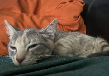 Rescue Domestic Short Hair and Dilute Calico Cats for Adoption in Walled Lake, Michigan - Loann | PetCurious