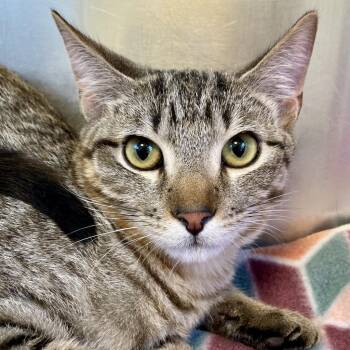BUDDY -  Domestic Short Hair and Mixed Breed Cat for Adoption in Kyle, Texas - BUDDY | PetCurious