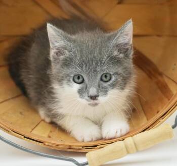 Cleo is a delight FLuffy adorableness in a silver package -  Russian Blue and Turkish Van Cat for Adoption in Bedford Hills, New York - Cleo Is A Delight FLuffy Adorableness In A Silver Package | PetCurious