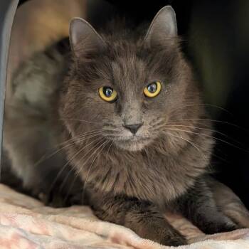 Domestic Long Hair Cats Available for Adoption in Spokane, Washington - Azula | PetCurious