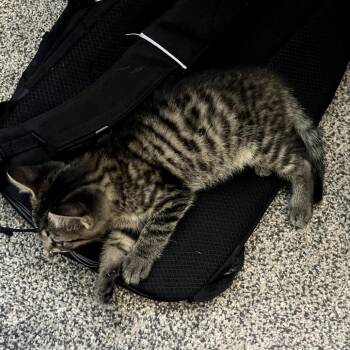Cubano -  Domestic Short Hair Cat for Adoption in Granville, Ohio - Cubano | PetCurious