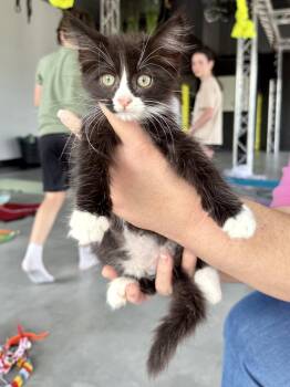 Domestic Medium Hair and Tuxedo Cats Available for Adoption in Gilberts, Illinois - CAT - Kevin | PetCurious