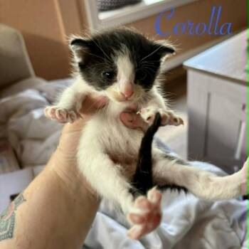 Corolla -  Domestic Short Hair Cat for Adoption in Las Cruces, New Mexico - Corolla | PetCurious