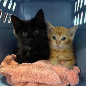 Bailey -  Domestic Short Hair Cat for Adoption in Dekalb, Illinois - Bailey | PetCurious