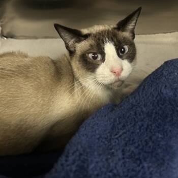 Rescue Siamese and Domestic Short Hair Cats for Adoption in Dallas, Texas - Max | PetCurious