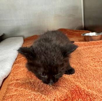 Fluff Puff -  Domestic Medium Hair Cat for Adoption in Providence Forge, Virginia - Fluff Puff | PetCurious