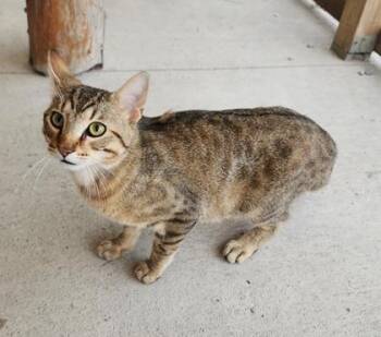 Chad -  Domestic Short Hair and Tabby Cat for Adoption in Fairfield, Iowa - Chad | PetCurious