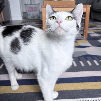 Nyon -  Domestic Short Hair Cat for Adoption in Los Angeles, California - Nyon | PetCurious