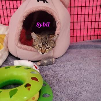 Sybil -  Domestic Short Hair Cat for Adoption in Diamond Springs, California - Sybil | PetCurious