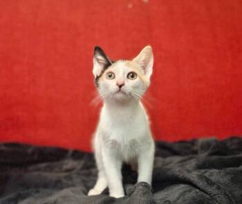 Hera -  Domestic Short Hair Cat for Adoption in North Babylon, New York - Hera | PetCurious