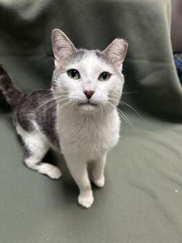 Domestic Short Hair Cats Available for Adoption in Waterloo, Iowa - Bowie | PetCurious