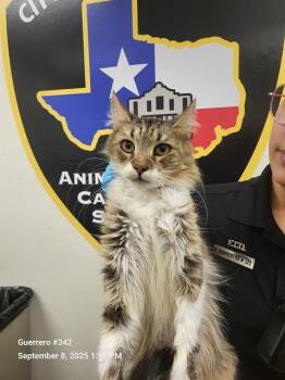 Rescue Domestic Long Hair Cats for Adoption in San Antonio, Texas - CHOLE | PetCurious