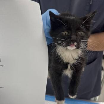 Blake -  Domestic Short Hair Cat for Adoption in Newark, New Jersey - Blake | PetCurious