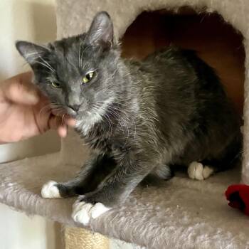 Gizmo -  Domestic Medium Hair Cat for Adoption in Fort Collins, Colorado - Gizmo | PetCurious