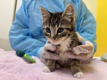 Damon -  Domestic Short Hair Cat for Adoption in Raleigh, North Carolina - Damon | PetCurious