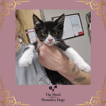 Desi -  Domestic Short Hair Cat for Adoption in Cumberland, Rhode Island - Desi | PetCurious
