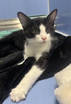 RASCAL -  Domestic Short Hair Cat for Adoption in Kalamazoo, Michigan - RASCAL | PetCurious