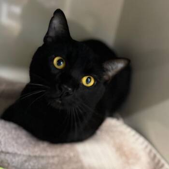 Carlos -  Domestic Short Hair Cat for Adoption in Wheeling, Illinois - Carlos | PetCurious