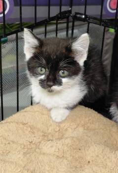 Waffle -  Domestic Short Hair Cat Available for Adoption in Bethpage, New York - Waffle | PetCurious