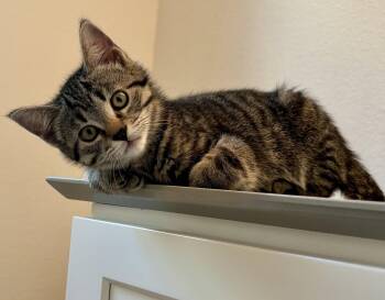 Tabby and Domestic Short Hair Cats Available for Adoption in Garland, Texas - Brownie | PetCurious