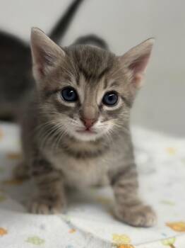 Domestic Short Hair Cats Available for Adoption in Lockhart, Texas - Meowchael Jackson | PetCurious