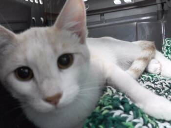 Domestic Short Hair Cats Available for Adoption in Omaha, Nebraska - TIGER LILY | PetCurious
