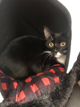 Godiva -  Domestic Short Hair Cat for Adoption in Alafaya, Florida - Godiva | PetCurious