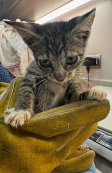LOBSTER -  Domestic Short Hair Cat for Adoption in Baytown, Texas - LOBSTER | PetCurious