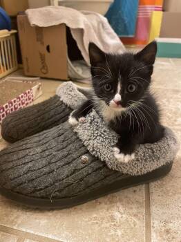 Raleigh -  Domestic Short Hair Cat for Adoption in Randolph, Alabama - Raleigh | PetCurious