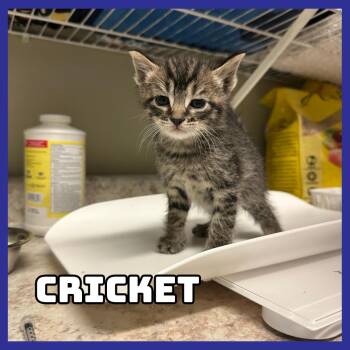 Domestic Short Hair Cats Available for Adoption - Cricket | PetCurious