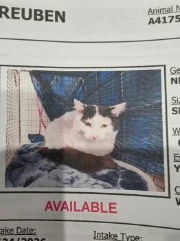 Domestic Long Hair Cats Available for Adoption - Reuben | PetCurious