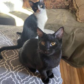 Domestic Short Hair Cats Available for Adoption - Mimi | PetCurious