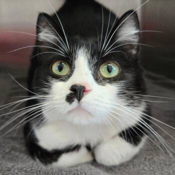 Domestic Short Hair Cats Available for Adoption in West Olive, Michigan - Jersey (Holland Cat Cove) | PetCurious