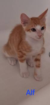 Alf -  Domestic Short Hair Cat for Adoption in Oviedo, Florida - Alf | PetCurious