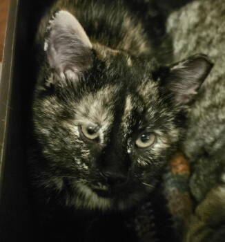 Rescue Domestic Short Hair Cats for Adoption in Evergreen, Colorado - Mildred | PetCurious