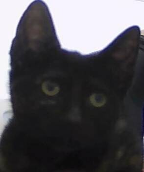 Domestic Short Hair Cats Available for Adoption - Peekaboo | PetCurious