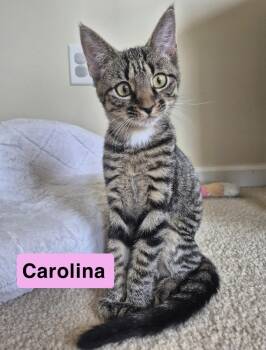 Rescue Domestic Short Hair Cats for Adoption in West Newton, Pennsylvania - Carolina And Georgia | PetCurious