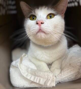 Rescue Domestic Short Hair Cats for Adoption in Medina, Ohio - Junebug | PetCurious