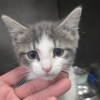 Domestic Short Hair Cats Available for Adoption - Biscuit | PetCurious