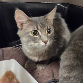 Domestic Medium Hair Cats Available for Adoption - Coral | PetCurious