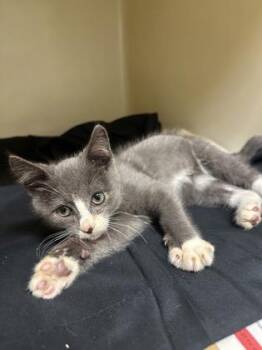 Earl Grey -  Domestic Short Hair Cat for Adoption in King William, Virginia - Earl Grey | PetCurious