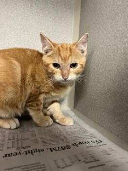 Rescue Domestic Short Hair Cats for Adoption in Dallas, Texas - LUNA | PetCurious