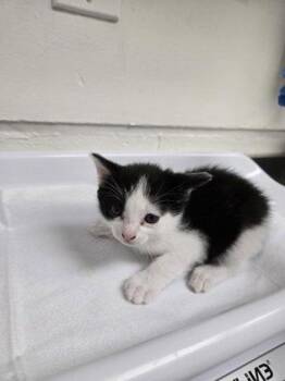 Pancakes (bonded w/ Ava) -  Domestic Short Hair Cat for Adoption in Oakland, California - Pancakes (bonded W/ Ava) | PetCurious