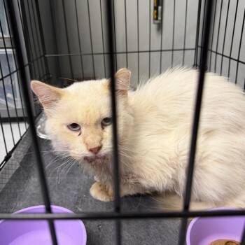 Jenkins -  Domestic Long Hair Cat for Adoption in Midland, Texas - Jenkins | PetCurious