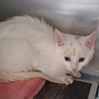 Timmy Toughknuckles -  Domestic Short Hair Cat for Adoption in Auburn, Alabama - Timmy Toughknuckles | PetCurious