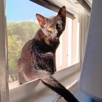 Rescue Domestic Short Hair Cats for Adoption in Reisterstown, Maryland - Jackie (paired With Jill) | PetCurious