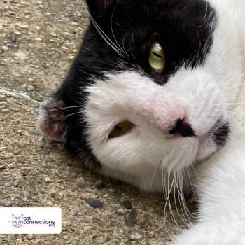 Rescue American Shorthair Cats for Adoption in New York, New York - Erik | PetCurious