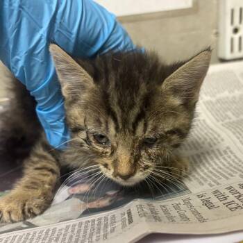 Cezar -  Domestic Short Hair Cat for Adoption in Yuma, Arizona - Cezar | PetCurious